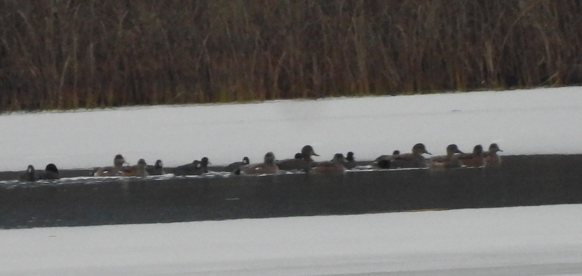 Gadwall - ML646420590