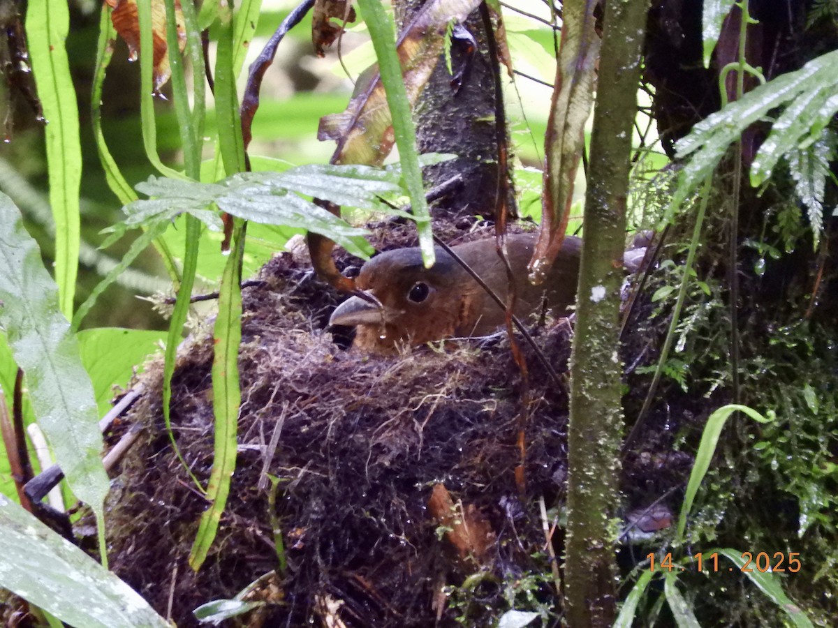 Grallaire géante - ML646420591