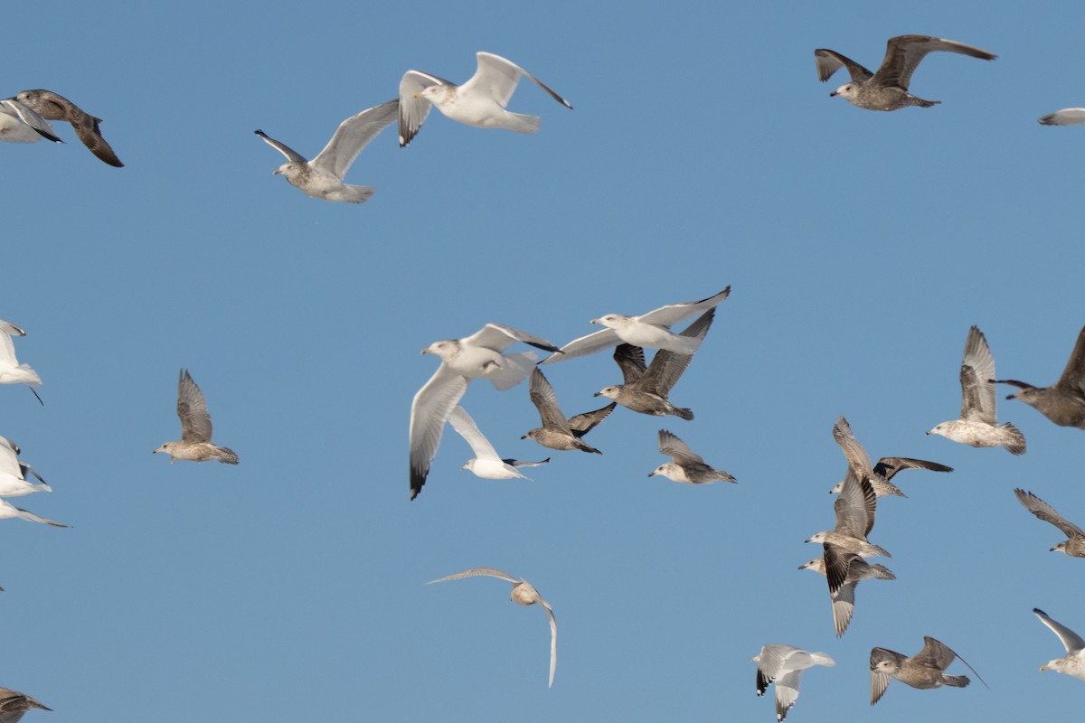 Iceland Gull - ML646420593