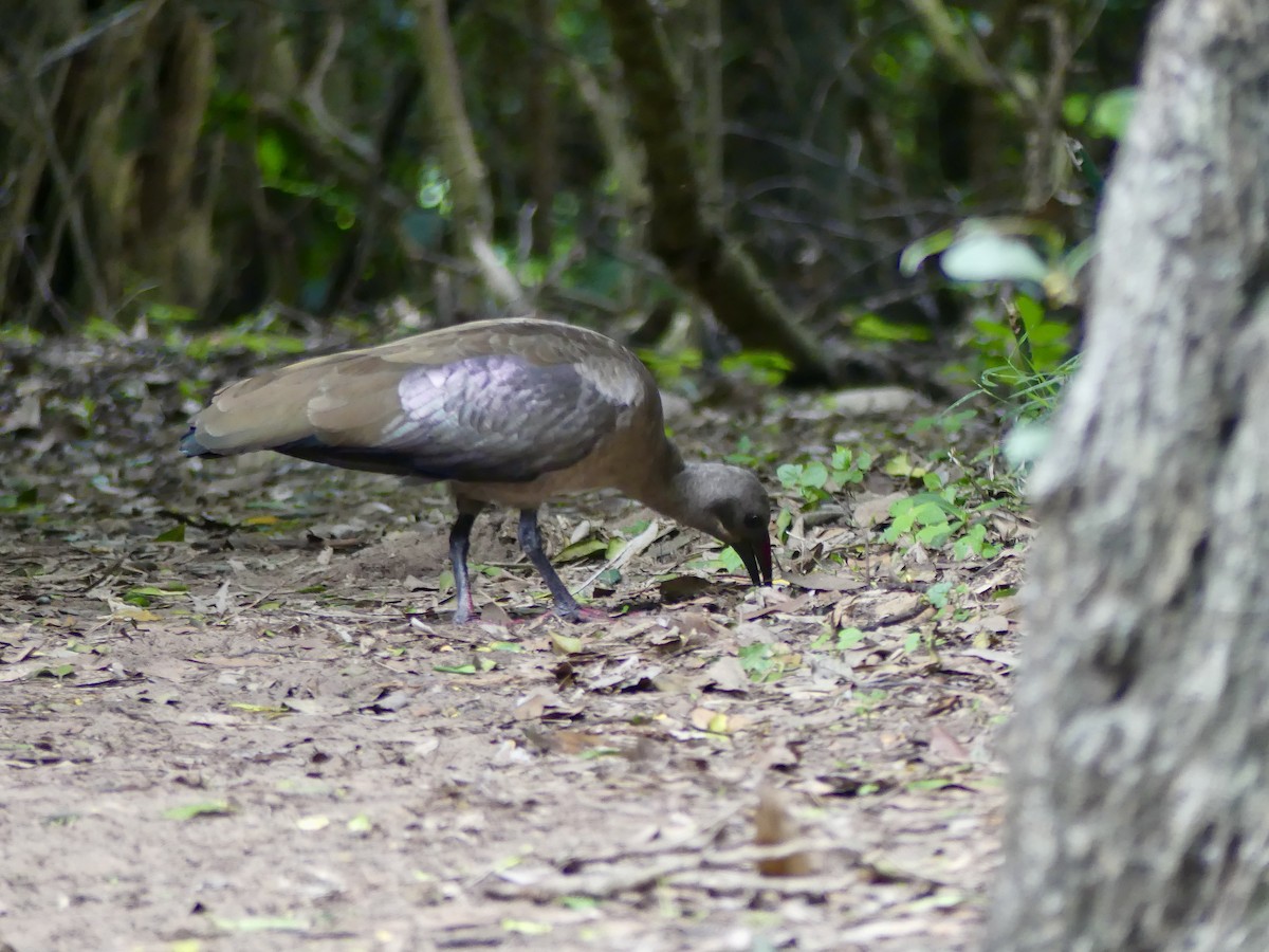 Hadada Ibis - ML646420596