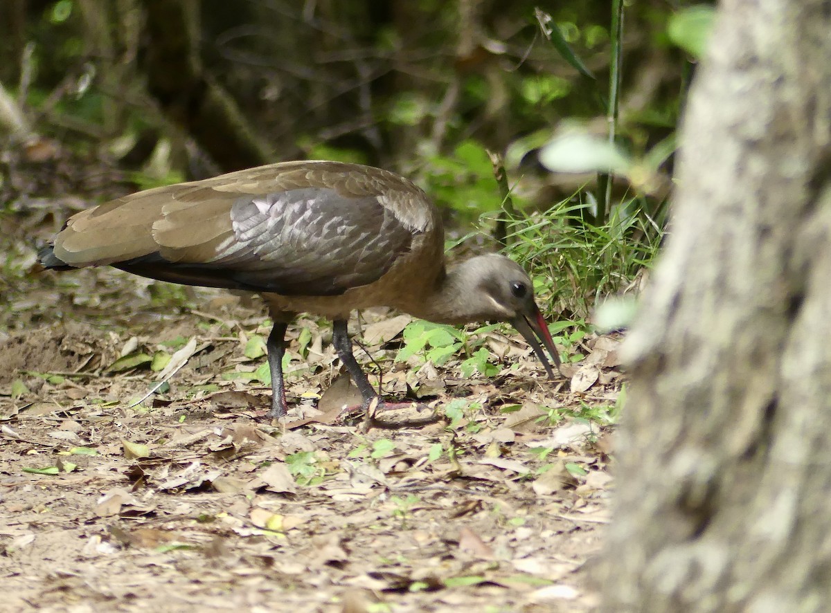 Hadada Ibis - ML646420597