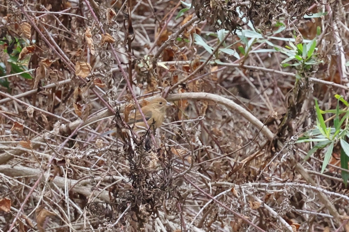 Indigo Bunting - ML646420598