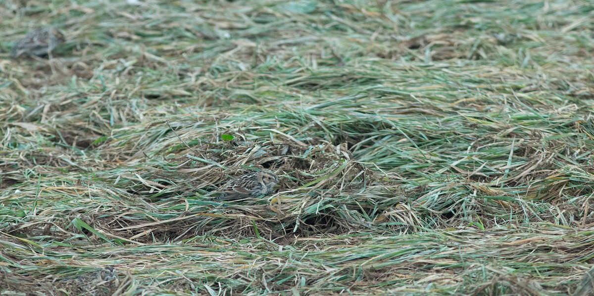 lappspurv - ML646420599