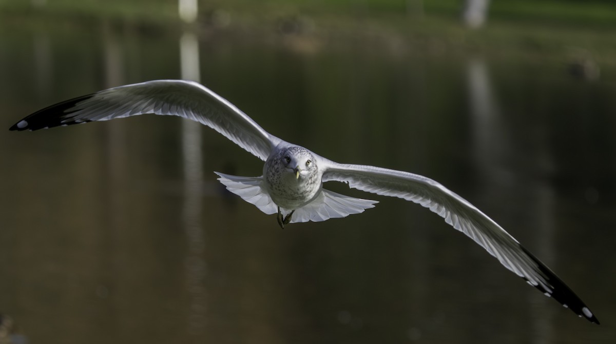 Ring-billed Gull - ML646420601