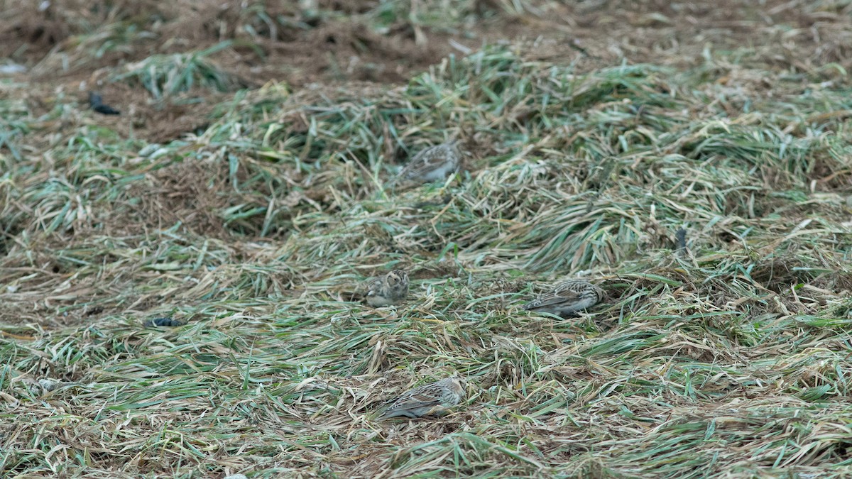 lappspurv - ML646420604