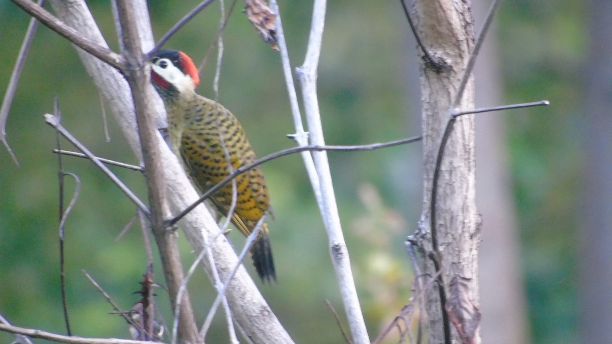 Spot-breasted Woodpecker - ML646420605