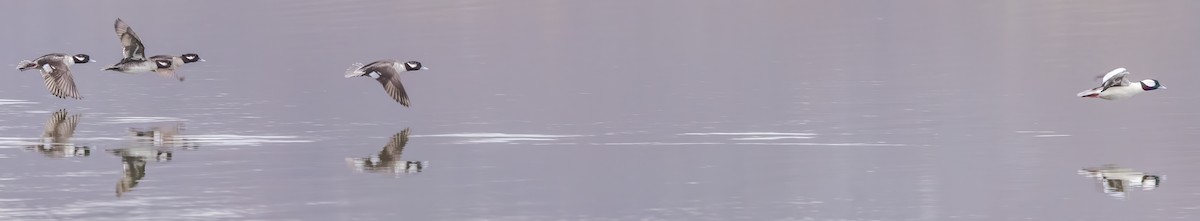 hohol bělavý - ML646420606