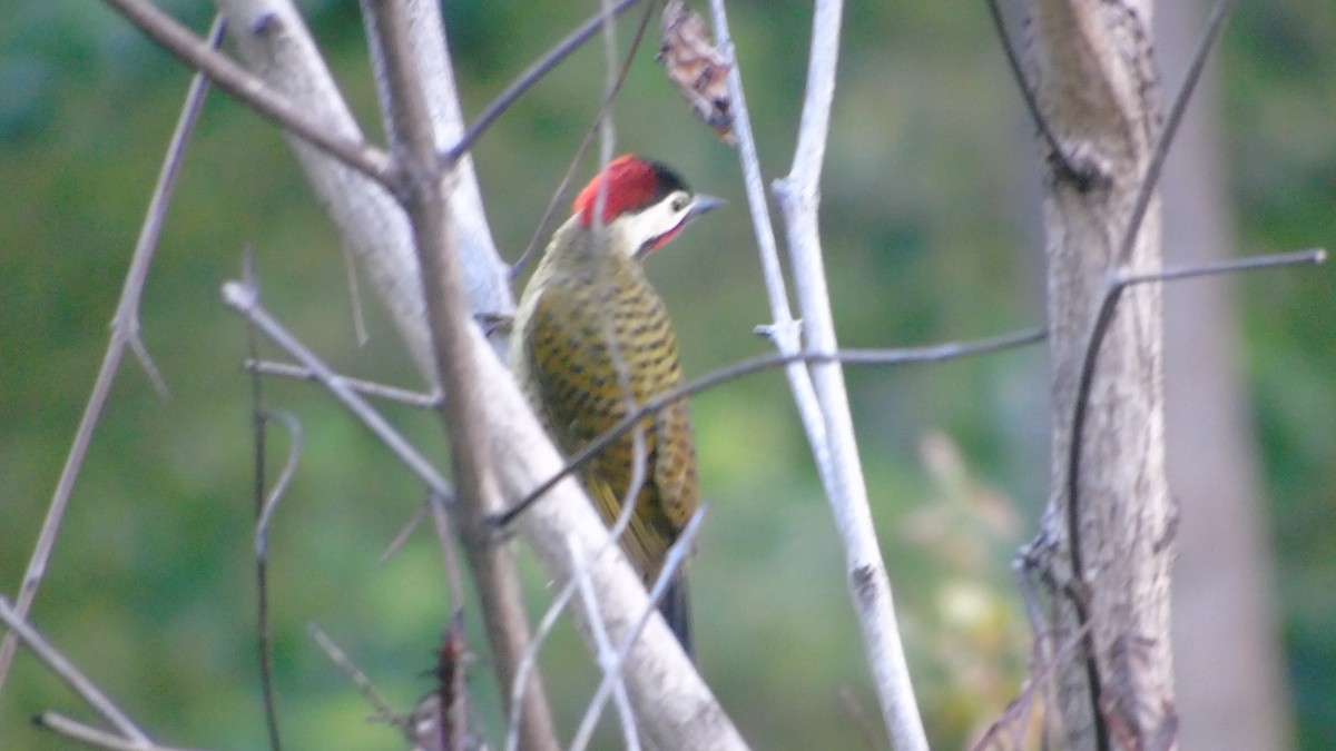 Spot-breasted Woodpecker - ML646420607