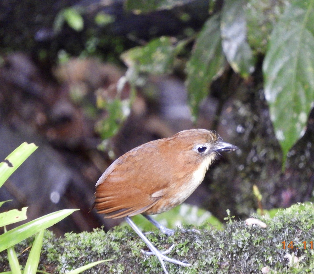 Yellow-breasted Antpitta - ML646420608
