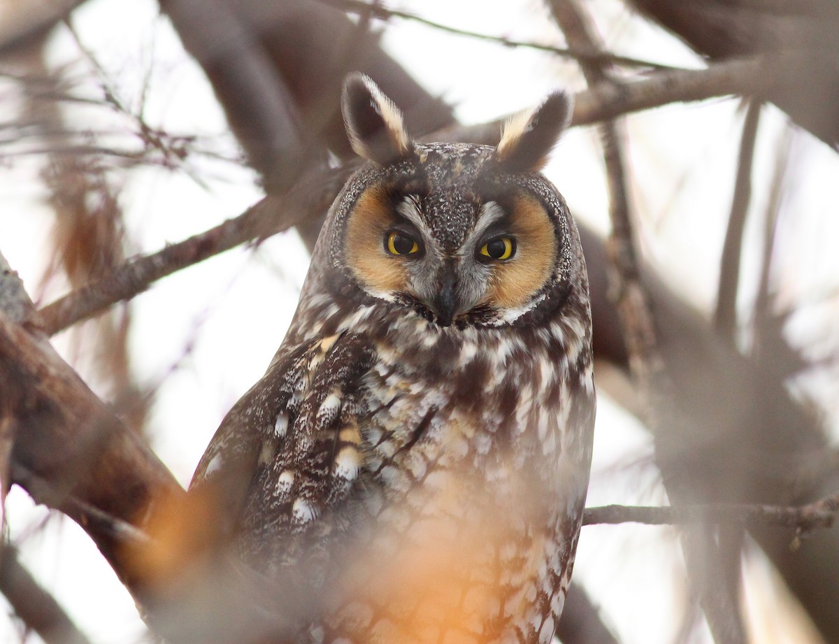 Long-eared Owl - Logan Lalonde
