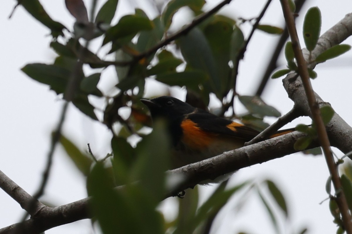 American Redstart - ML646420610