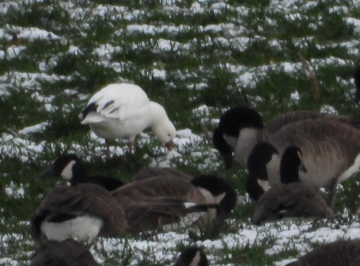 Ross's Goose - ML646420613