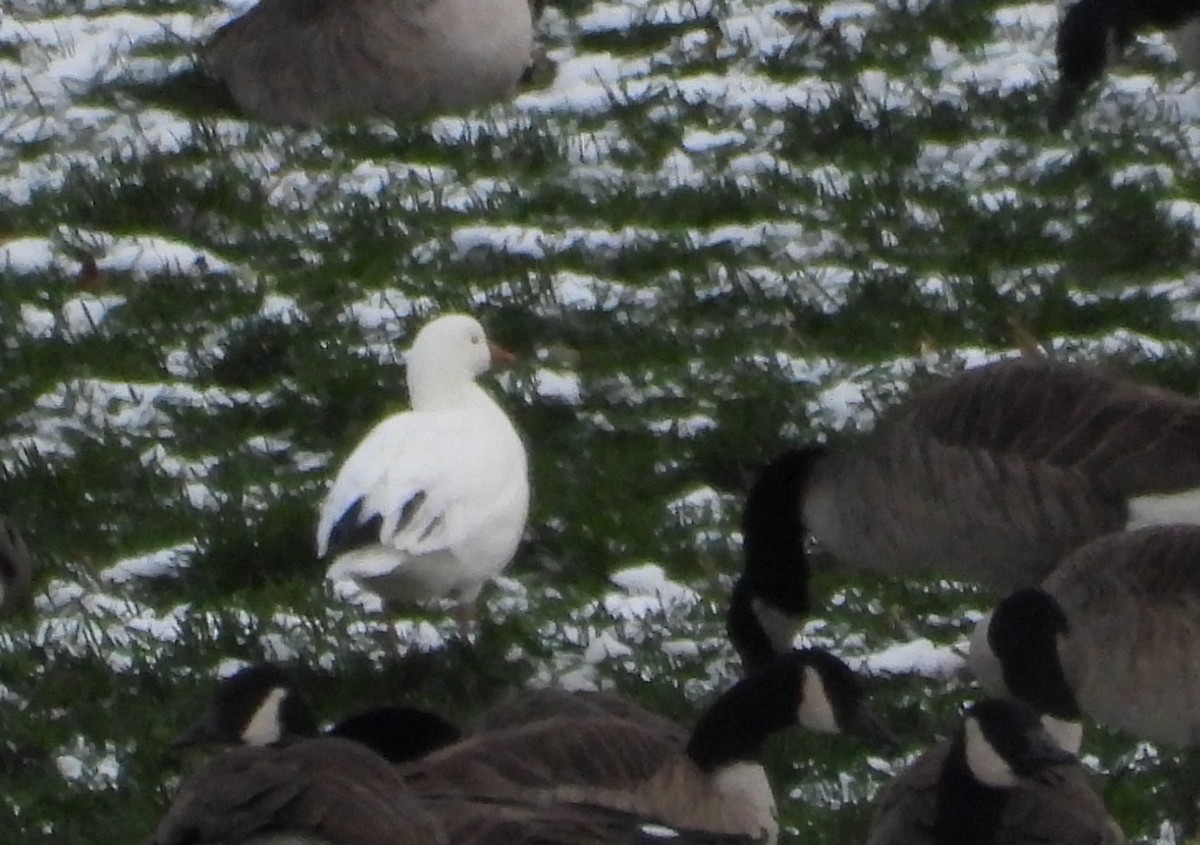 Ross's Goose - ML646420614