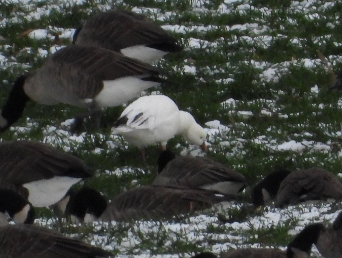 Ross's Goose - ML646420615
