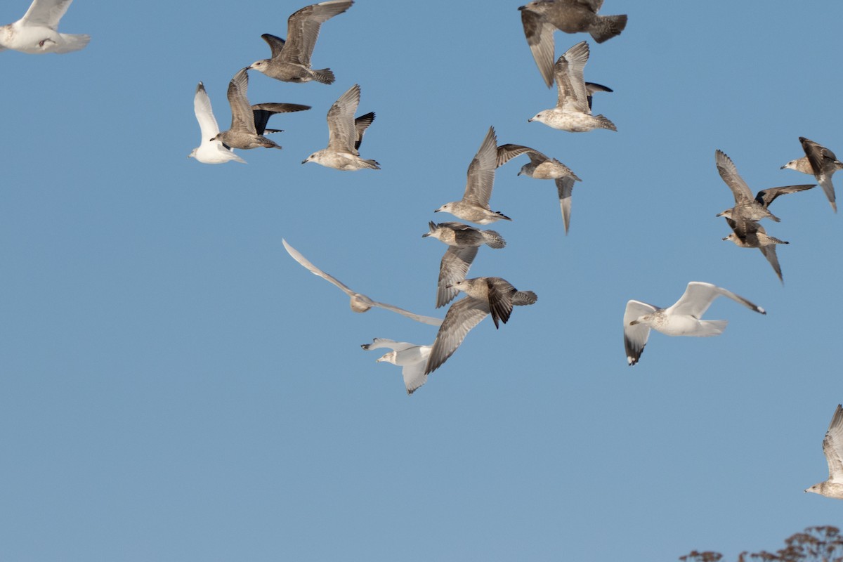 Iceland Gull - ML646420616