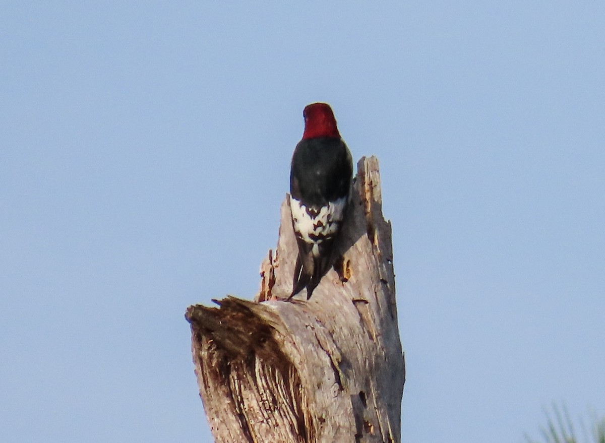 Red-headed Woodpecker - ML646420618