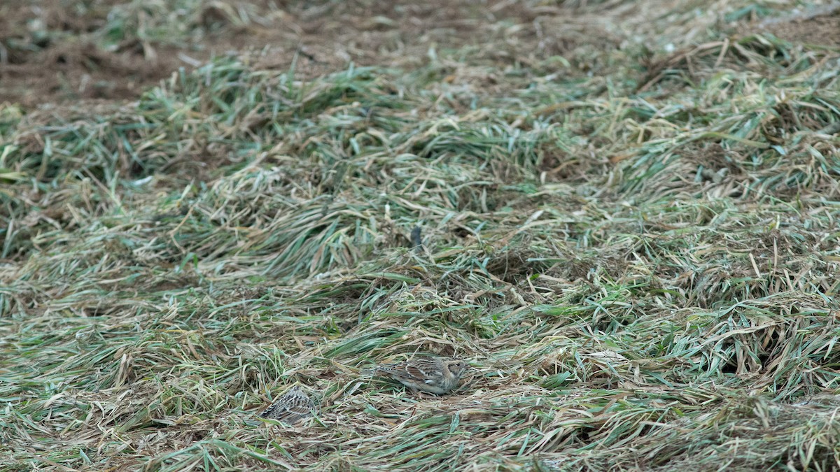 lappspurv - ML646420626