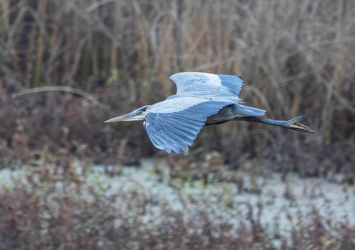 Great Blue Heron - ML646420627