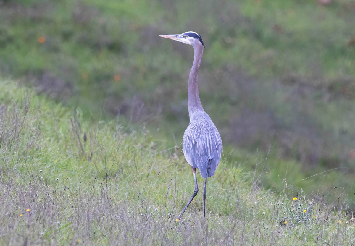 Great Blue Heron - ML646420628