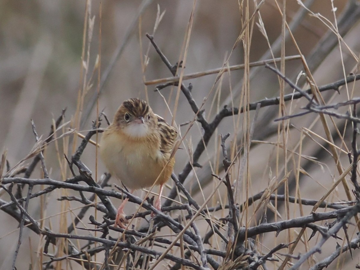 Zitting Cisticola - ML646420630