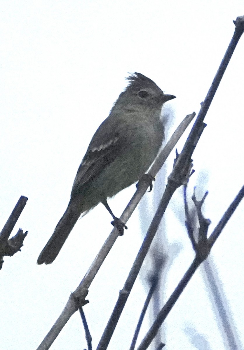 Plain-crested Elaenia - ML646420632