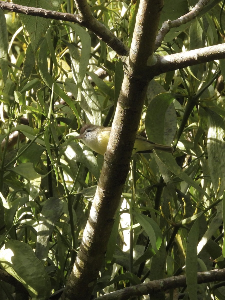 Brown-capped Vireo - ML646420633