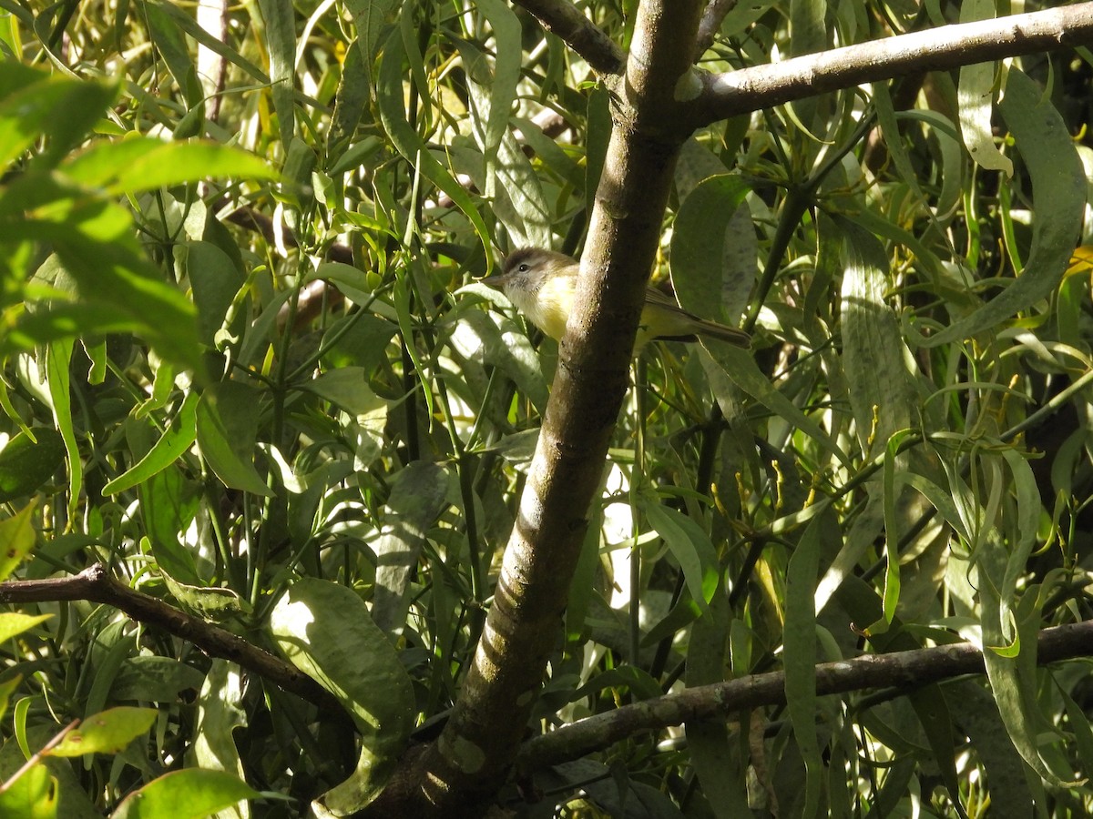 Brown-capped Vireo - ML646420634