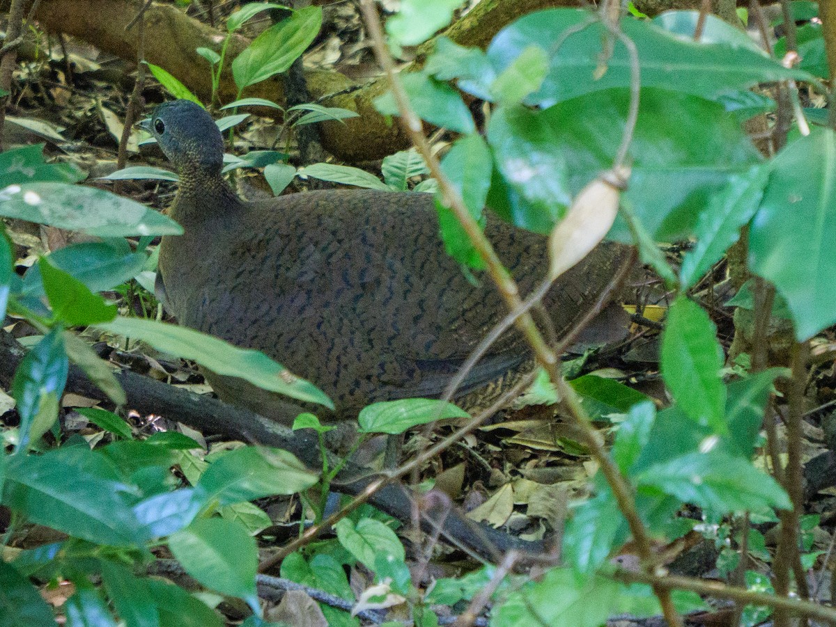 Great Tinamou - ML646420636