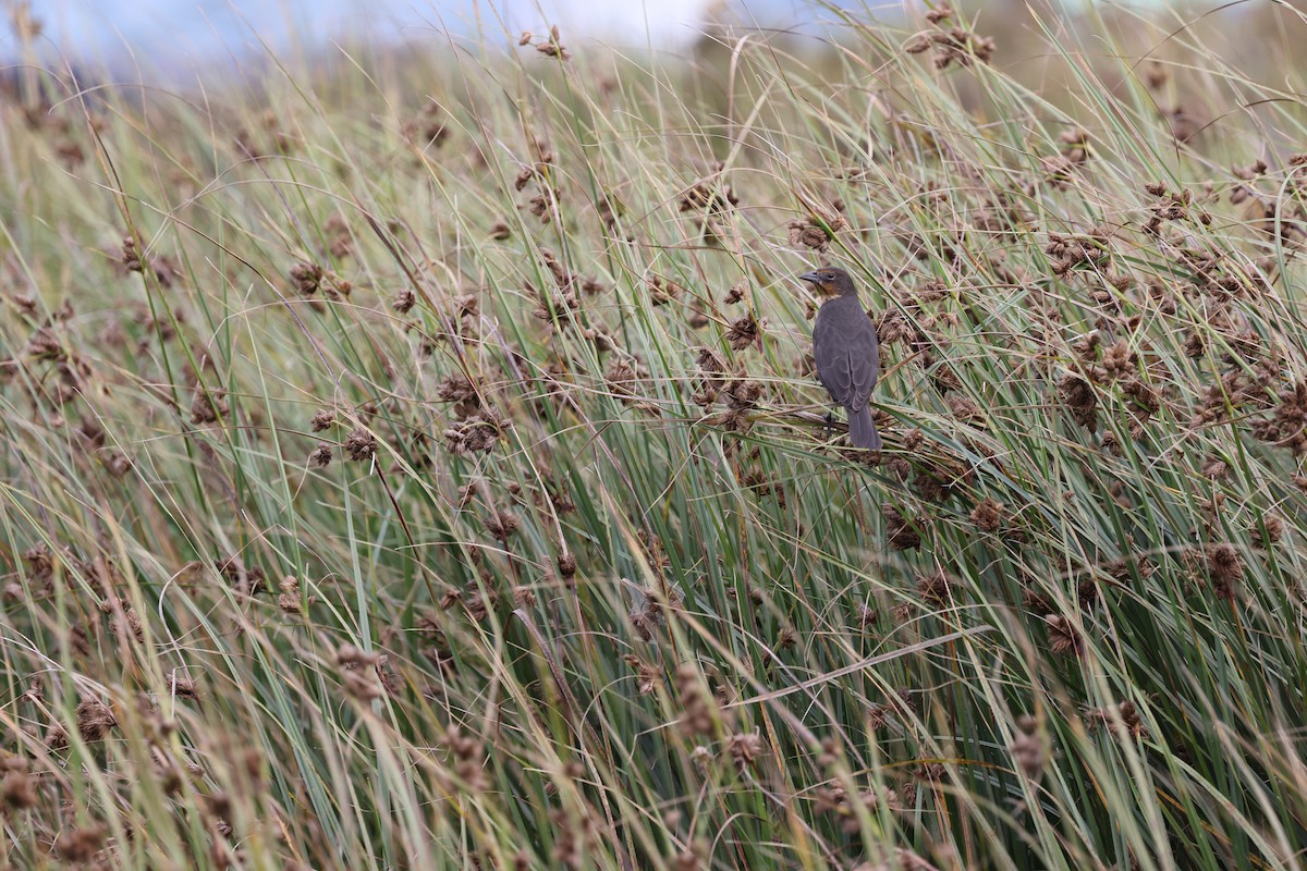 Yellow-headed Blackbird - ML646420637