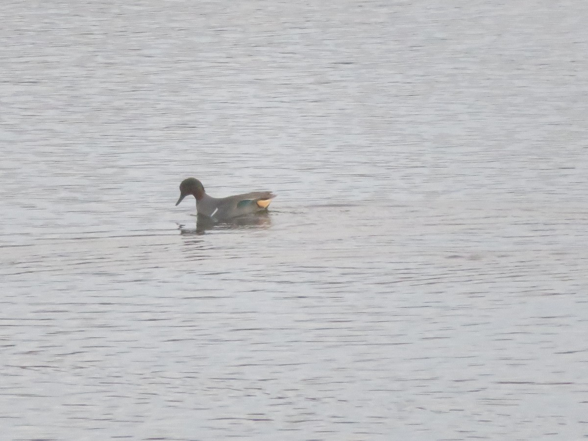 Green-winged Teal - ML646420638