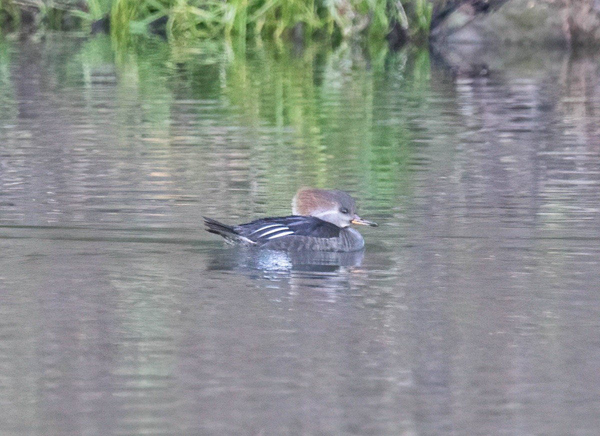 Hooded Merganser - ML646420640