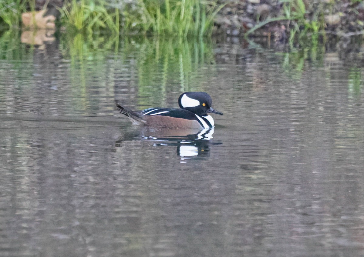 Hooded Merganser - ML646420641