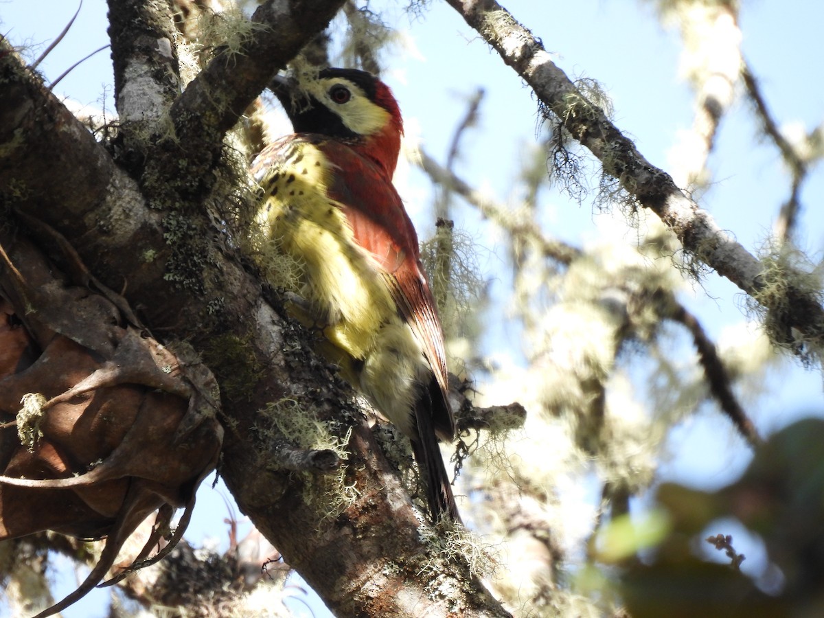 Crimson-mantled Woodpecker - ML646420645