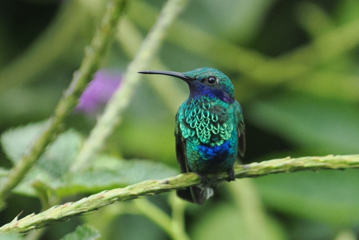 fiolørekolibri - ML646420646