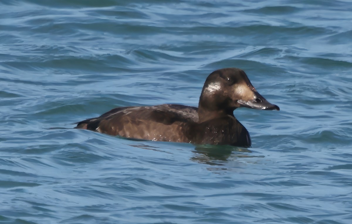 White-winged Scoter - ML646420647