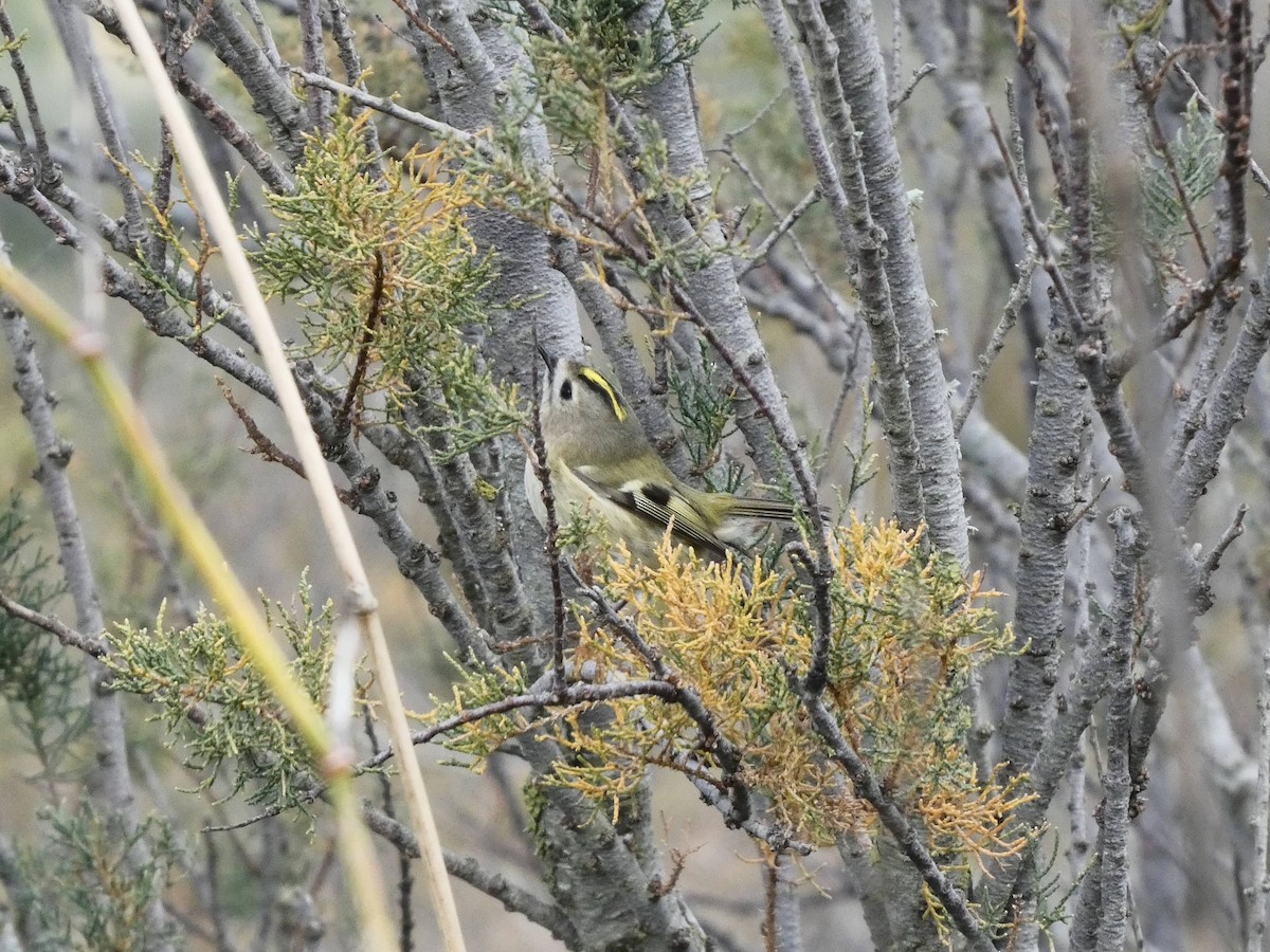 Goldcrest - ML646420648