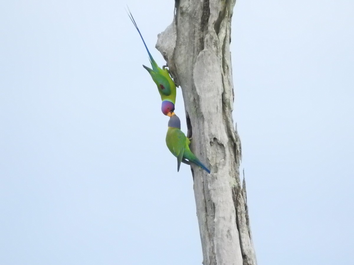 Plum-headed Parakeet - ML646420649