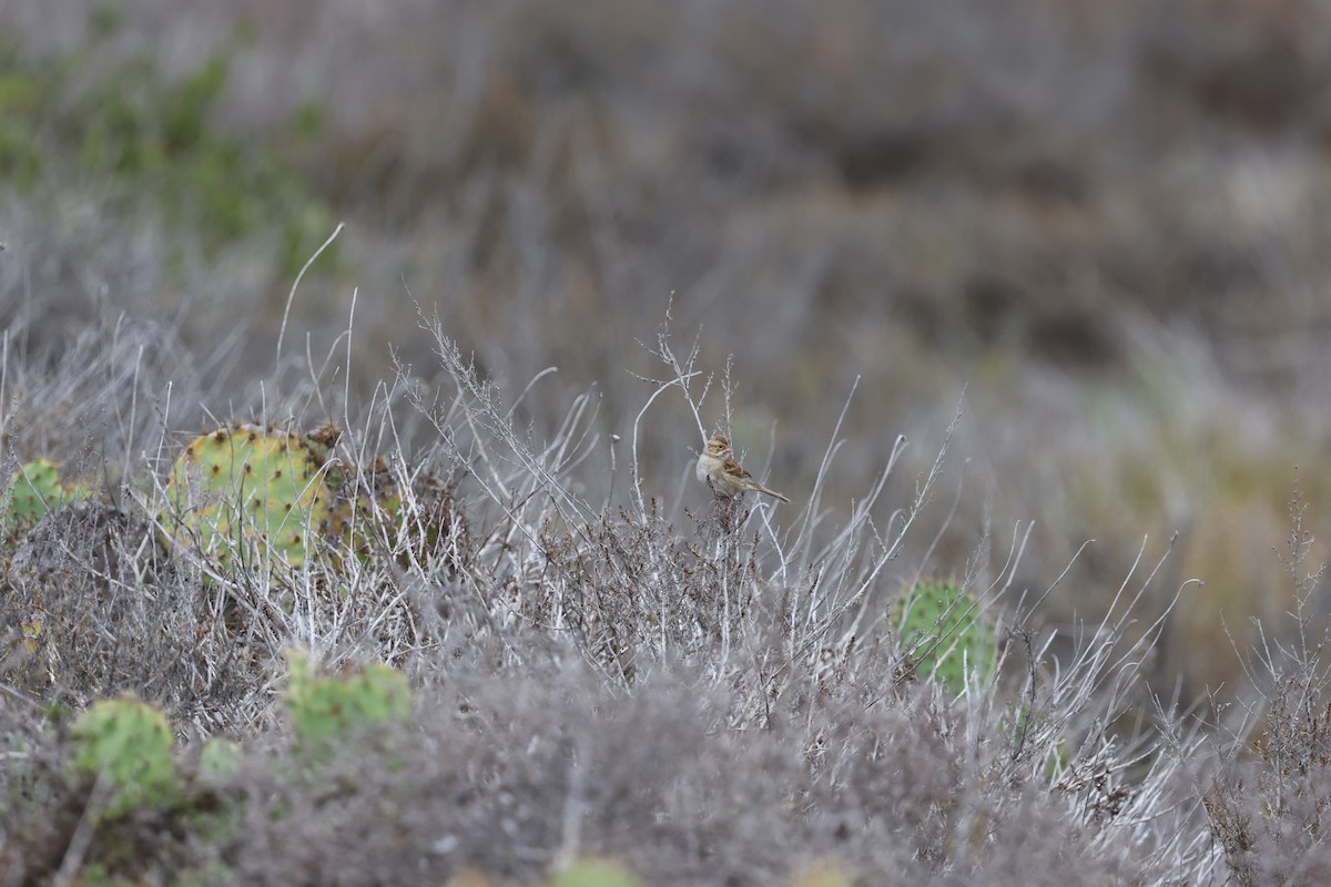 Clay-colored Sparrow - ML646420651