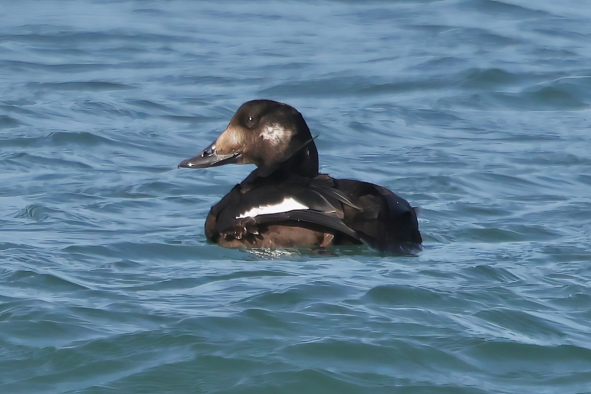 White-winged Scoter - ML646420658
