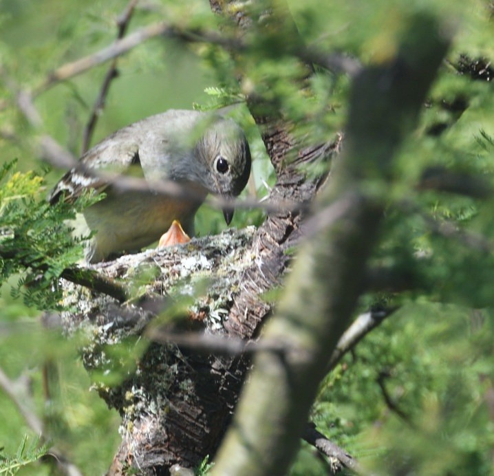 Large Elaenia - ML646420659