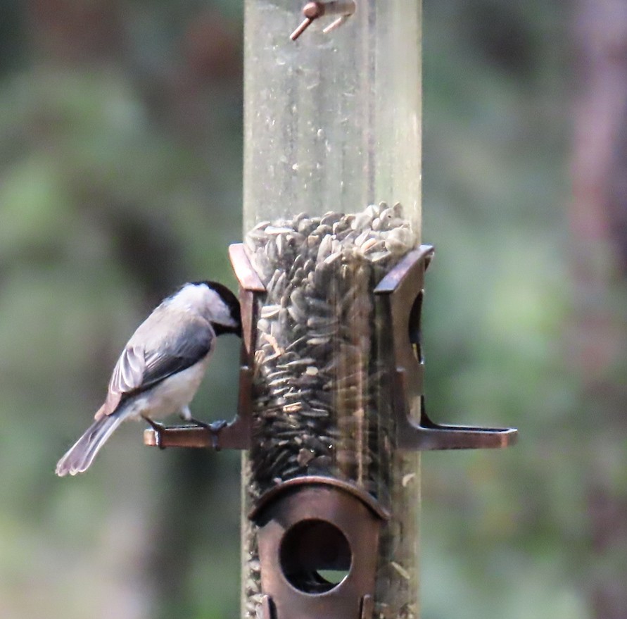 Carolina Chickadee - ML646420661
