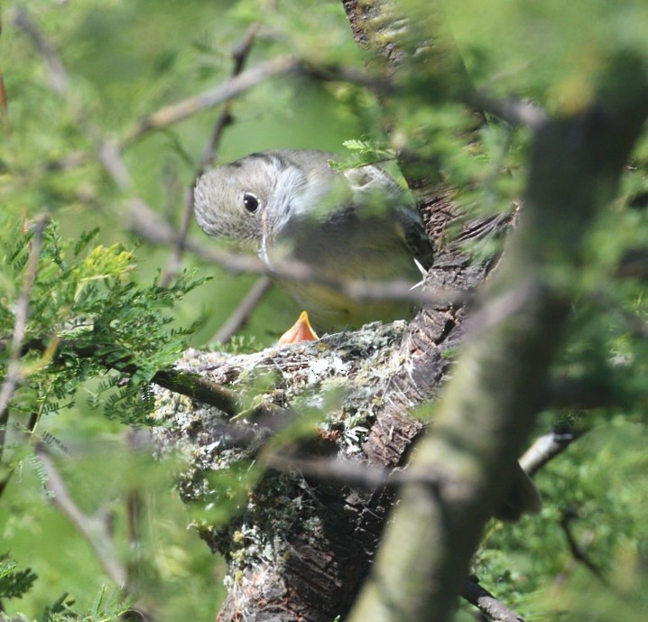 Large Elaenia - ML646420662