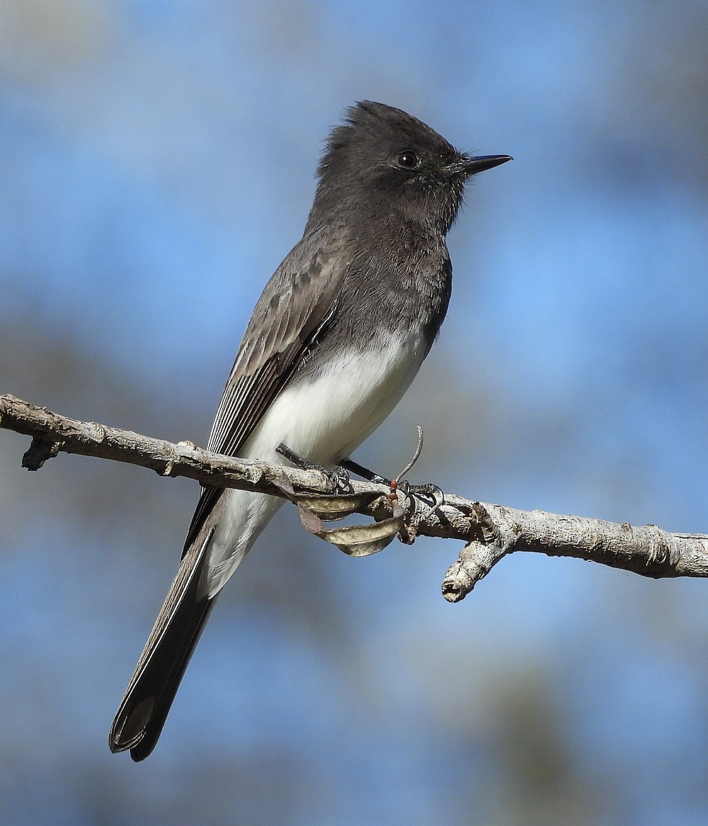Black Phoebe - ML646420663