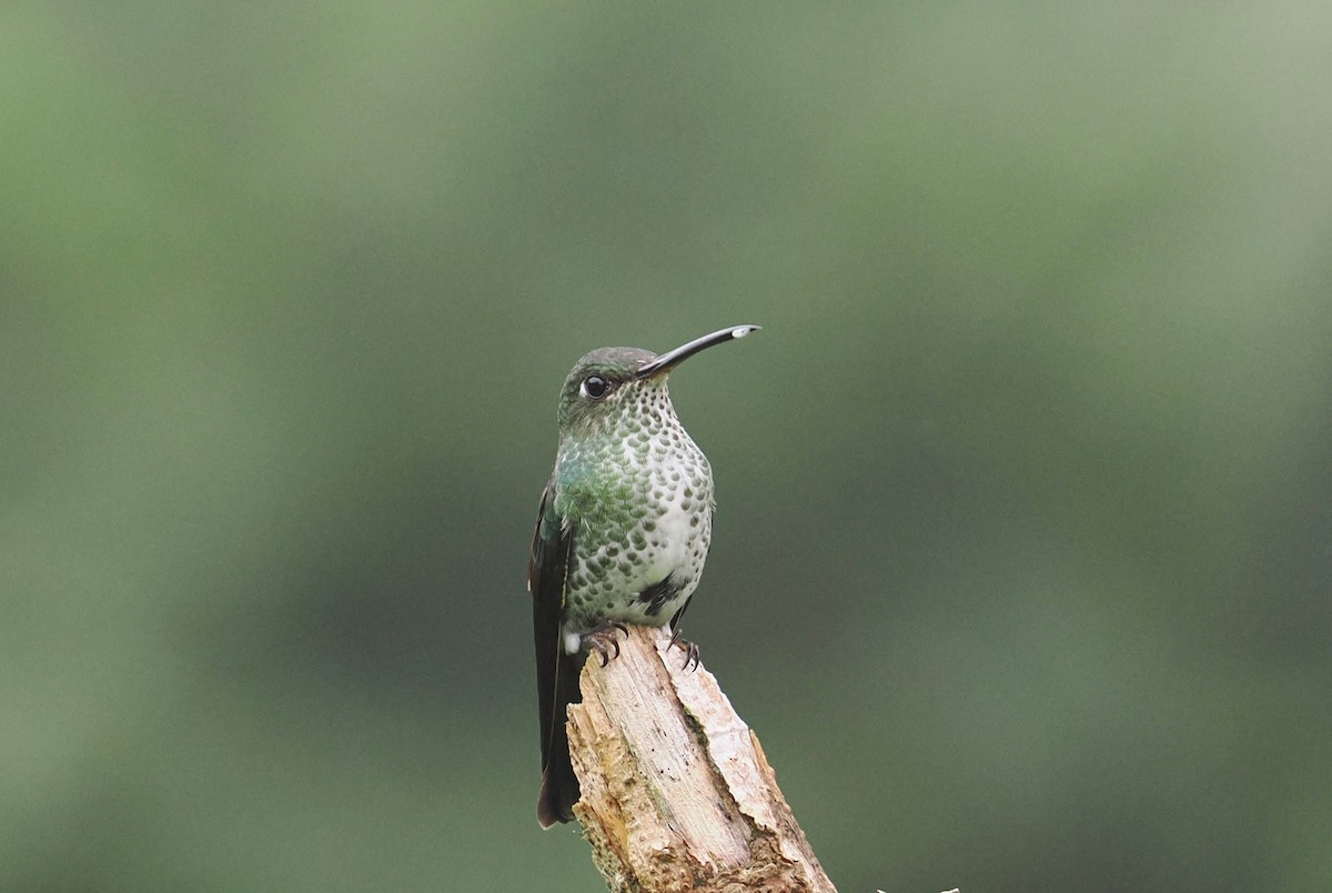 Colibri grivelé - ML646420664