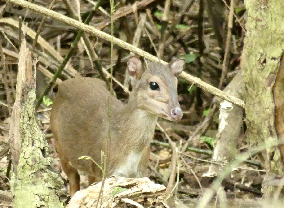 藍麂羚 - ML646420665