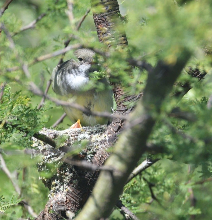 Large Elaenia - ML646420668