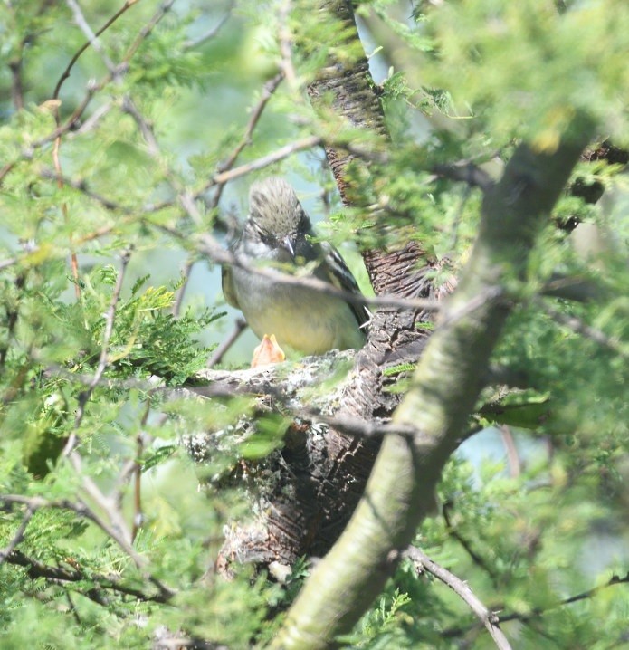 Large Elaenia - ML646420672