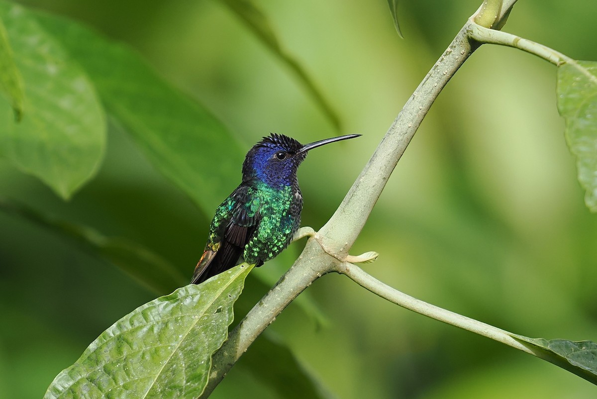 Golden-tailed Sapphire - ML646420675