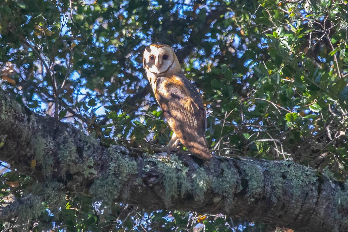 American Barn Owl - ML646420683