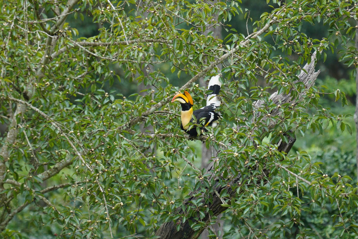 Great Hornbill - ML646420688